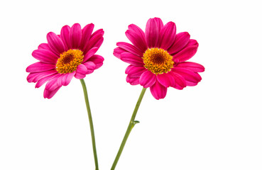 pink daisy