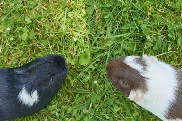 Guinea pig eating grass outside in the garden. Guinea pig (Cavia porcellus) is a popular household pet. View from above.

