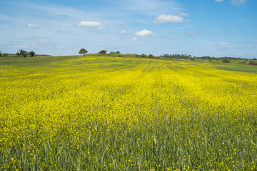 Fototapeta premium Yellow wild flowers under a blue sky with some clouds in the countryside