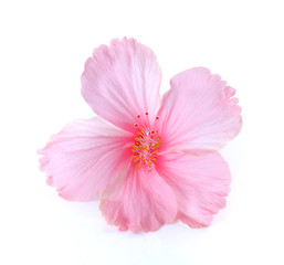 Pink hibiscus flower isolated on white background