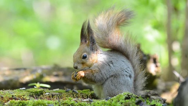 Grey squirrel eating food from its paws in the forest