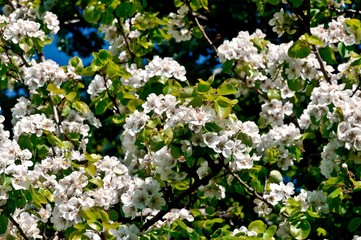 Blossom cherry far as the look