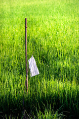 Young rice farm