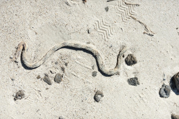 Fototapeta na wymiar Rope on beach resembling snake