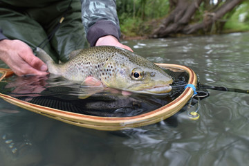 Obraz premium Closeup of fario trout caught by fisherman