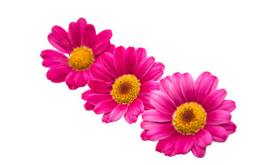 pink daisy