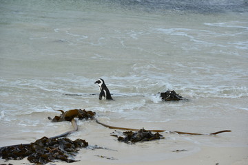 Naklejka premium Boulders beach in the Cape Peninsula at the Western Cape of South Africa 
