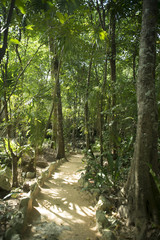 Forest path for tourists in green environment