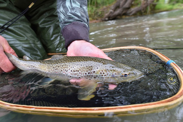 Closeup of fario trout caught by fisherman