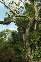 Tropical forest landscape green plants and tree