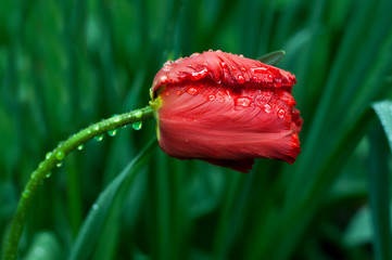 czerwony tulipan