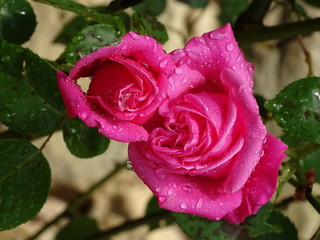 Rosas en el jardín del Castillo de Gala-Dalí