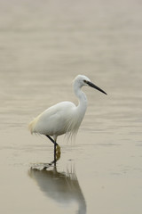 garzetta (Egretta garzetta) nello stagno