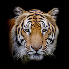 Fototapeta premium Tiger