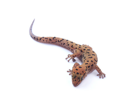 Gecko lizard isolated on white background