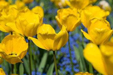 Gelbe Tulpen im Mai