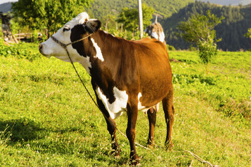 Cow on mountain meadow