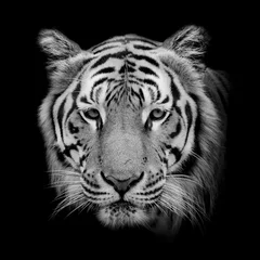 Foto op Canvas Zwart-wit Mooie tijger - geïsoleerd op zwarte achtergrond © art9858