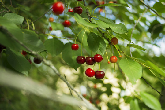 Ripe cherries on a tree branch
