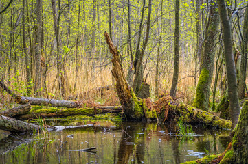 Naklejka premium totes Holz im Sumpf