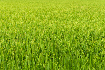 Green young rice field in countryside of Thailand.