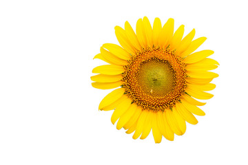 sunflower close-up on white background