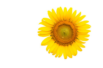 Fototapeta premium sunflower close-up on white background