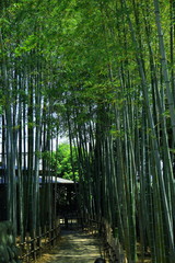 静寂の竹林