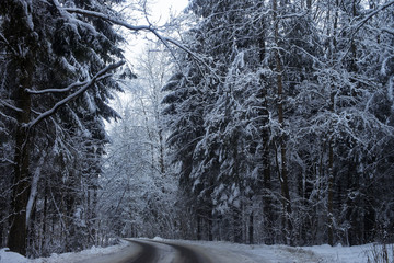 Narrow road in a snowy winter forest