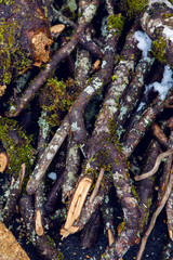 bunch of wet firewood 