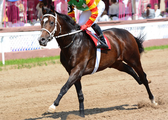 The bay racehorse  in motion on racetrack