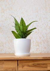 succulent houseplant in a white pot