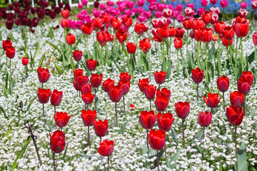 Rote Tulpenpracht