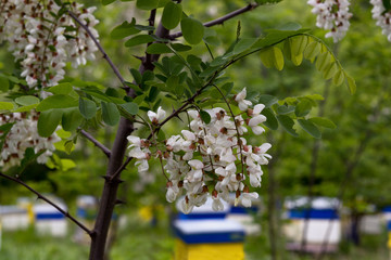 White acacia among  honey bee hives