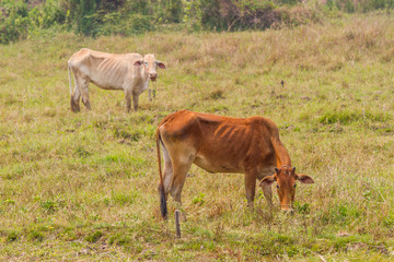 cows in a field in Thailand