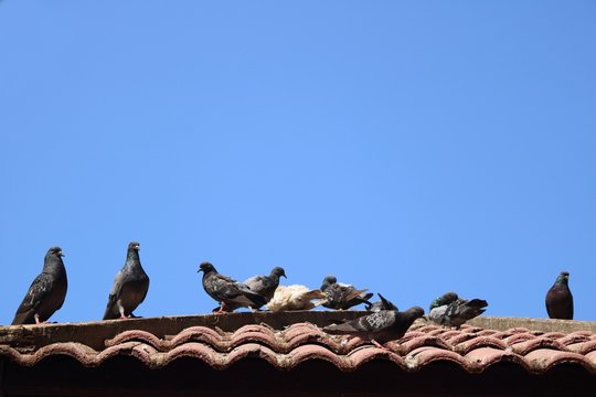 Grey pigeons stay on tile roof in  blue sky summer times