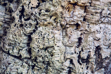light texture of the tree trunk