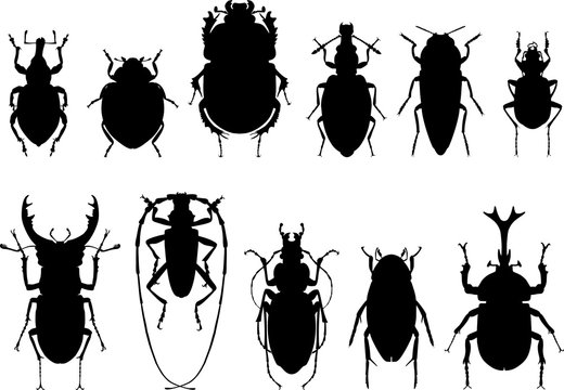 Set of different types of bugs and beetles isolated on white background in flat style. Vector illustration.