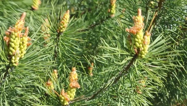 New branches and pine cone.
After flowering in the coniferous tree, new cone i and branches. They oscillate in the wind.