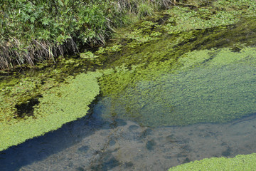 Kanal zum Rhein im Altrheingebiet bei Karlsruhe