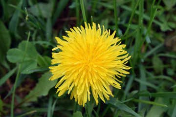 The yellow dandelion on a green background