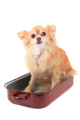 chihuahua in the pan