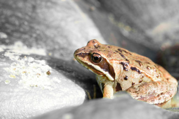 Little frog sitting on a green pumpkin
