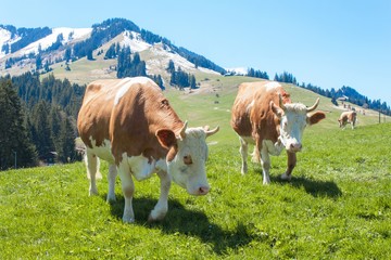 Fototapeta na wymiar Swiss cows on pasture. Cow in alpine landscape. Cows on mountain pastures. 