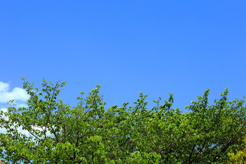 青空と新緑