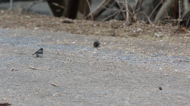 junco ardois&eacute;
