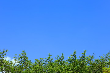 青空と新緑