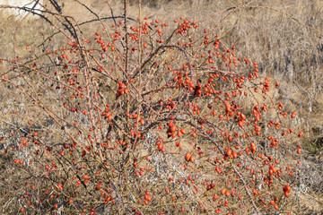 Wild rose bush with preserved it until the spring berries
