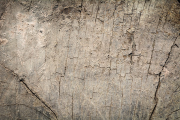 Background pattern of cracked stump.