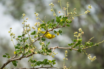 El pájaro amarillo se estira para alcanzar el fruto.
